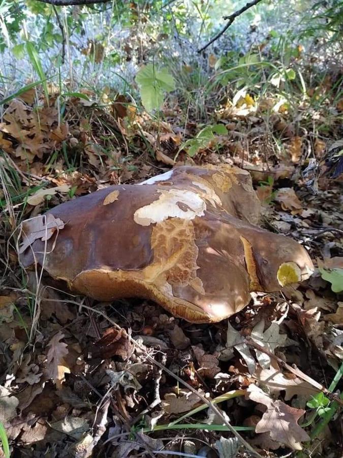 Casa Vacanza Zia Ersilia Rotondi Kültér fotó